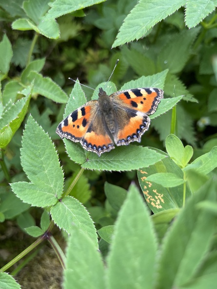 22-05-29 15-00-15 0994.jpg